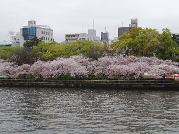 天満の桜.JPG